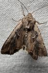 Lacanobia suasa