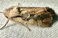 Lacanobia suasa
