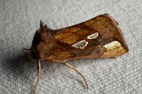 Plusia festucae