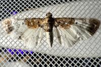 Eupithecia breviculata