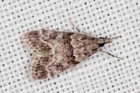 Eudonia mercurella