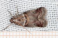 Acrobasis consociella