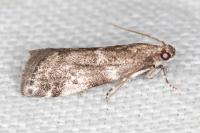 Assara terebrella