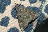 Hypena obsitalis