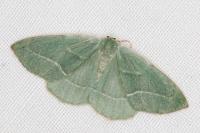 Hylaea fasciaria