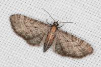 Eupithecia haworthiata