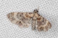 Eupithecia linariata/pulchellata/pyreneata