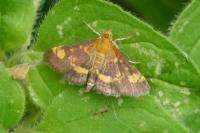 Pyrausta aurata