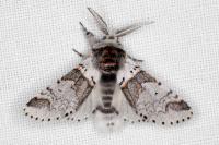 Furcula furcula
