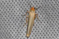 Manulea complana
