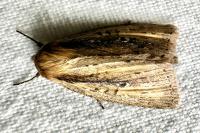 Archanara dissoluta