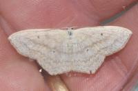 Scopula nigropunctata