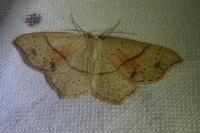 Cyclophora punctaria