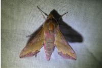 Deilephila porcellus