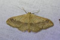 Idaea aversata