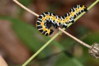 Cucullia lactucae