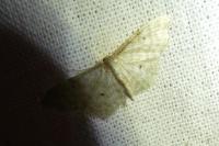 Idaea fuscovenosa