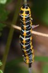 Cucullia lactucae