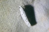 Myelois circumvoluta
