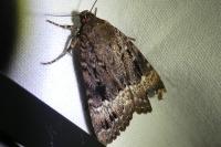 Amphipyra pyramidea/Amphipyra berbera