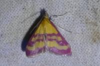 Pyrausta virginalis