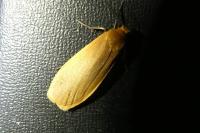 Wittia sororcula