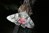 Catocala promissa