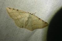 Stegania trimaculata