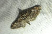Gymnoscelis rufifasciata
