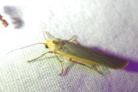 Manulea complana