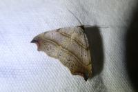 Laspeyria flexula