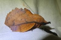 Gastropacha quercifolia