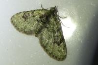 Chloroclystis v-ata