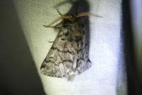 Thaumetopoea pityocampa