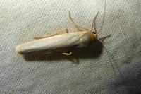 Eilema caniola