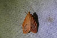 Miltochrista miniata