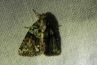 Cryphia algae