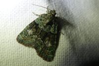 Cryphia algae