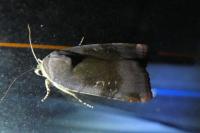 Noctua janthe/janthina