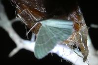 Phaiogramma etruscaria