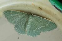 Phaiogramma etruscaria
