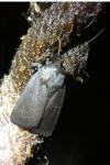 Amphipyra livida
