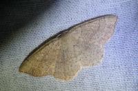 Cyclophora suppunctaria