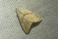 Eublemma parva
