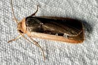 Ochropleura leucogaster