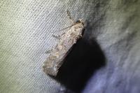 Spodoptera exigua