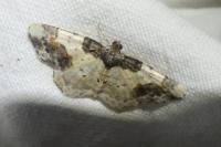 Ligdia adustata