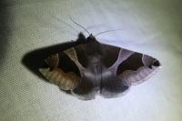 Dysgonia algira