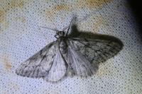 Tephronia sepiaria