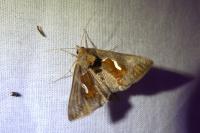 Macdunnoughia confusa